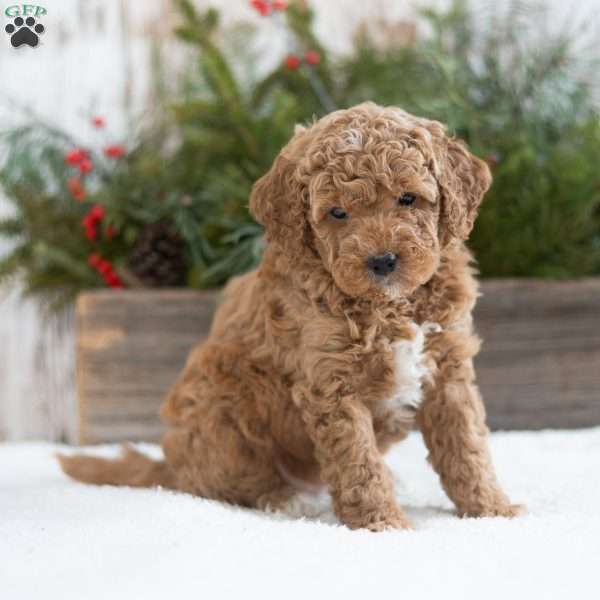 Cinnamon, Mini Labradoodle Puppy